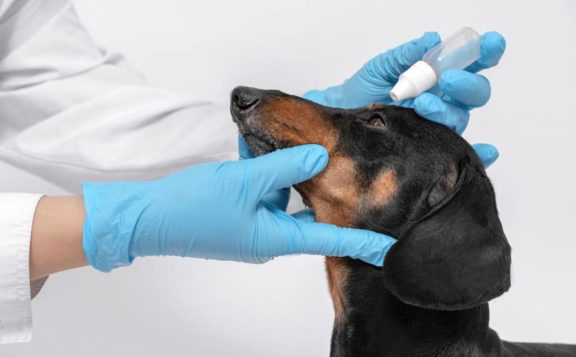 Sympt&ocirc;mes et traitement de la conjonctivite du chien