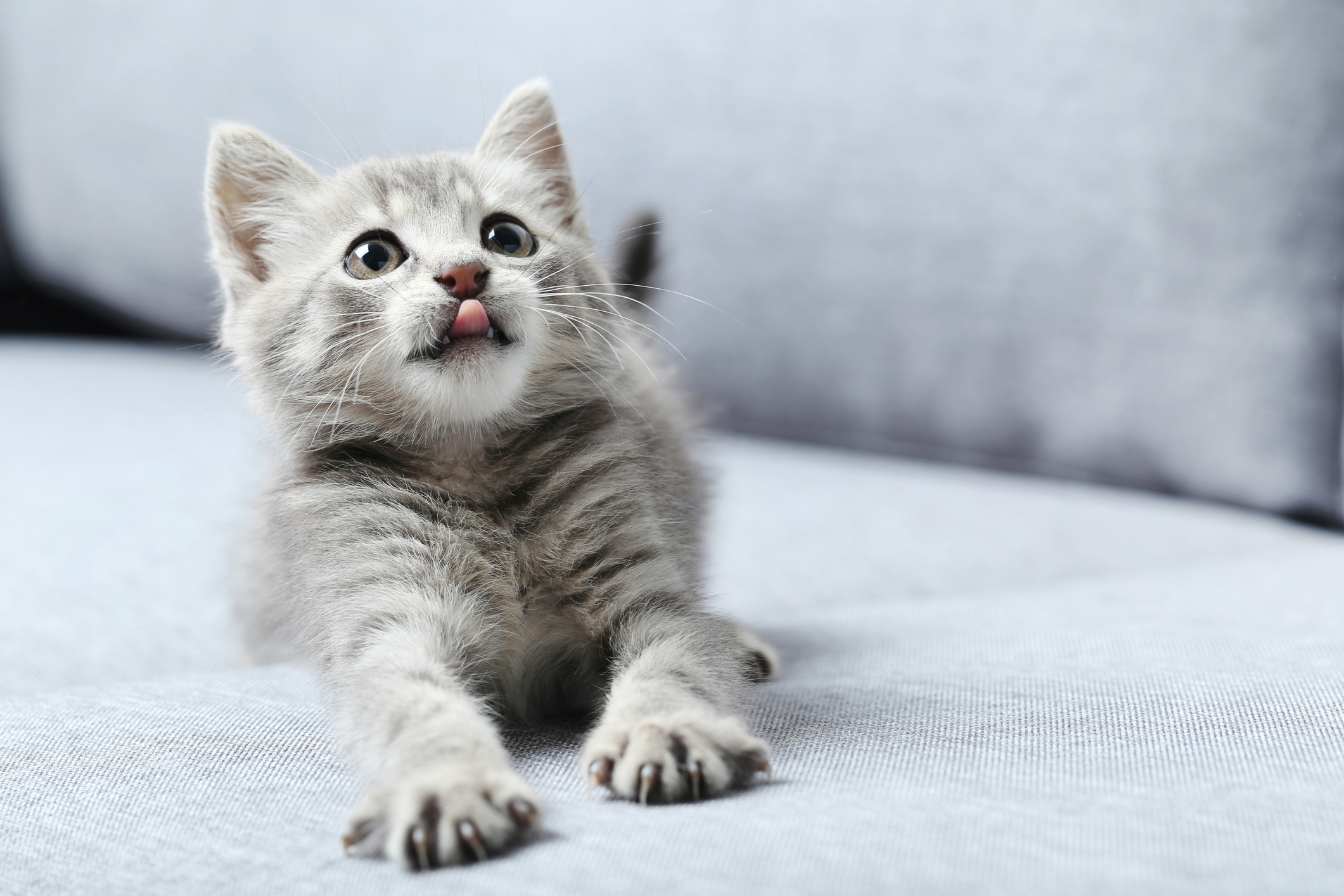 Come prendersi cura di un gatto di 3 mesi