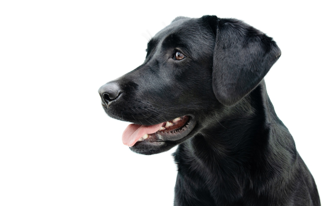 encias_inflamadas_en_perros_2.jpg