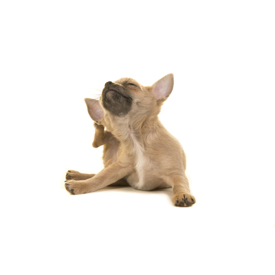 COMMENT SOULAGER L'ECZ&Eacute;MA CHEZ LE CHIEN ?