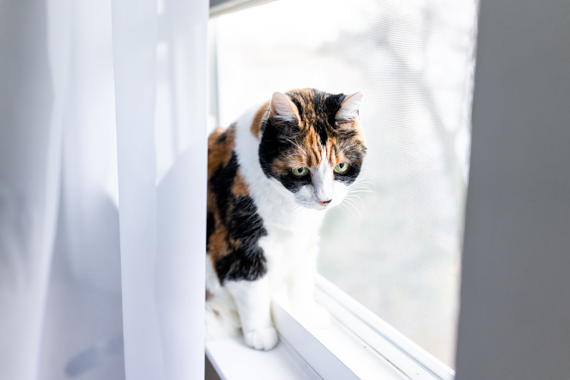 mi_gato_esta_raro_2.jpg