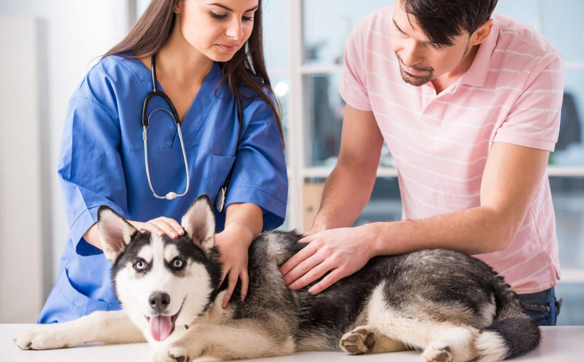 DIARRHEE JAUNE CHEZ LE CHIEN : CAUSES ET TRAITEMENTS