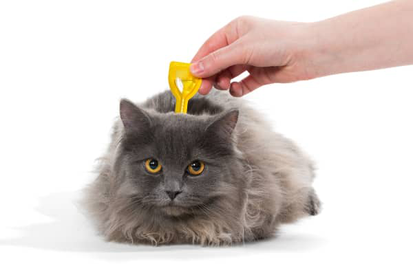 ZECCHE NEI GATTI: UNA MINACCIA DA NON SOTTOVALUTARE