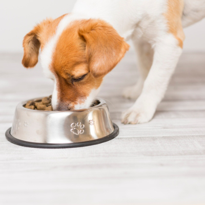 Comment choisir la meilleure nourriture pour chiots?