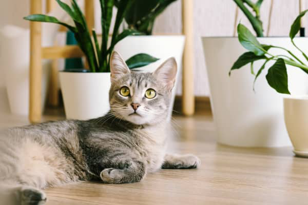 &OElig;d&egrave;me pulmonaire chez le chat : signes et traitement