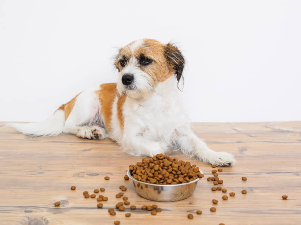 perro-no-come-002.jpg