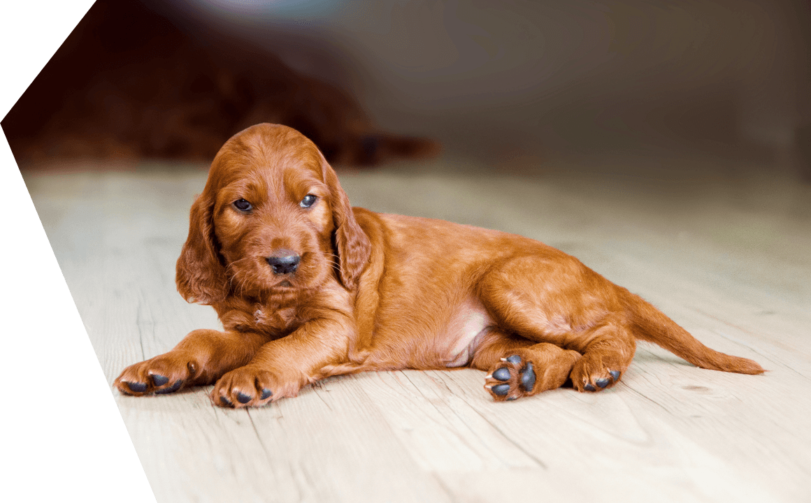 THE Setter&nbsp;PUPPY