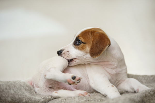 Alergia a la picadura de pulga en perros: s&iacute;ntomas y tratamiento