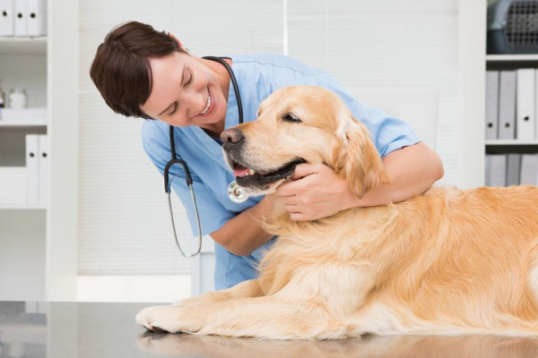 mon chien vomit