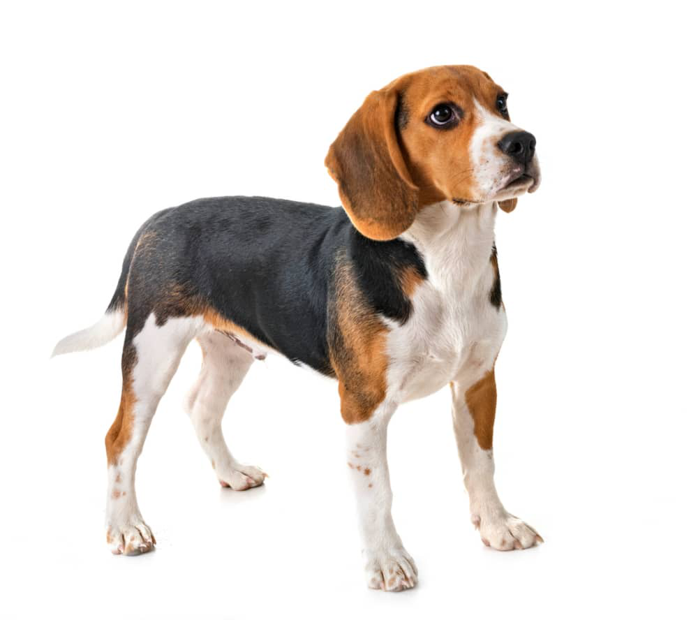 chien-qui-se-cache-002.jpg