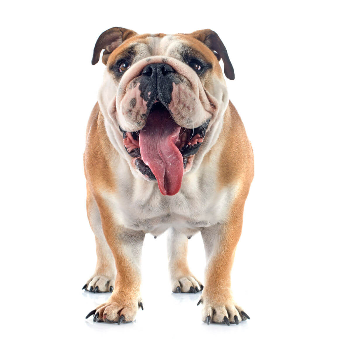 chien-qui-halete-beaucoup-2.jpg