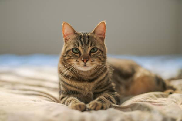 Agressivit&eacute; chez le chat et &ldquo;syndrome du tigre&rdquo;