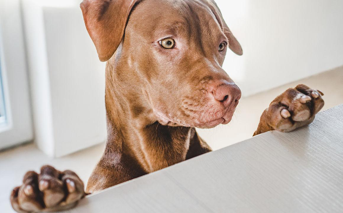9 aliments interdits aux chiens