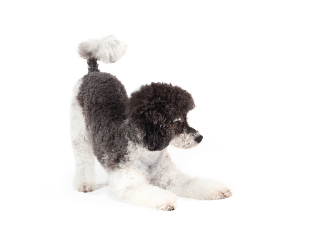 Salm&oacute;n-perros-002.jpg