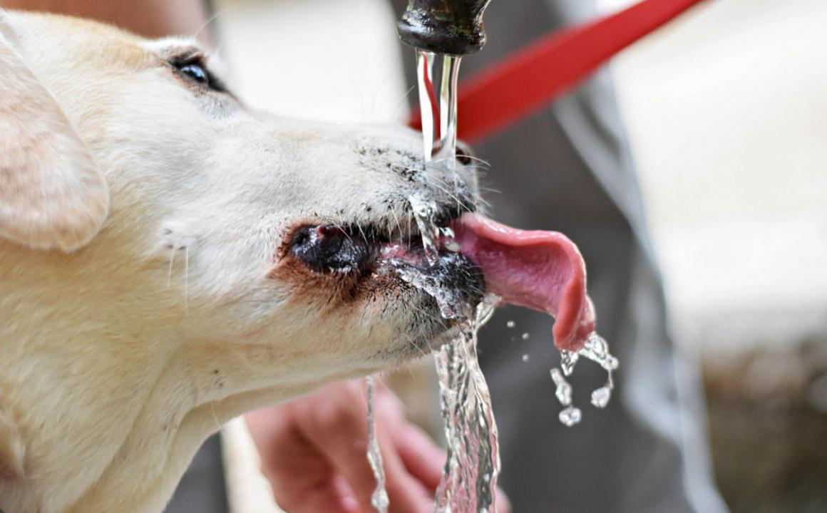 Mijn hond drinkt (te) veel water: hoe komt dat?