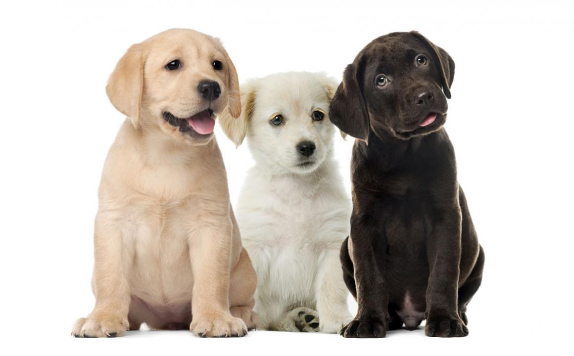 Pienso para cachorros: &iquest;c&oacute;mo tiene que ser?