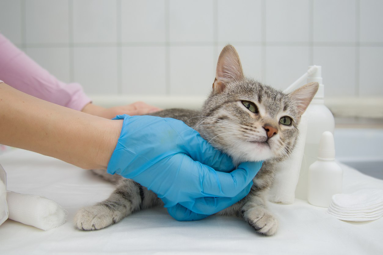 gato-con-inmunodeficiencia-sintomas.jpg
