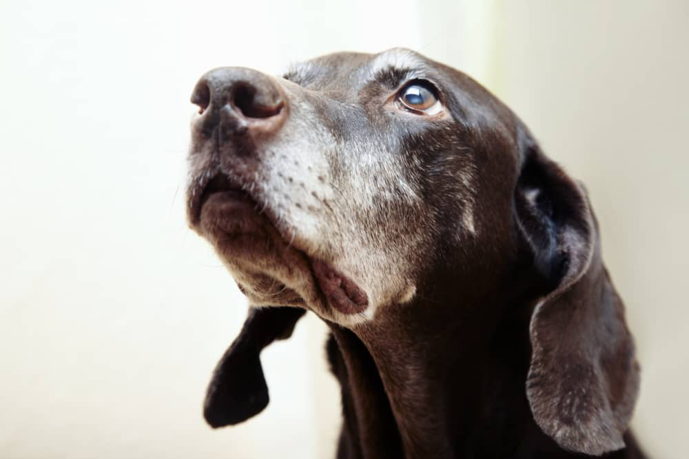 alimentazione-cane-anziano-002.jpg