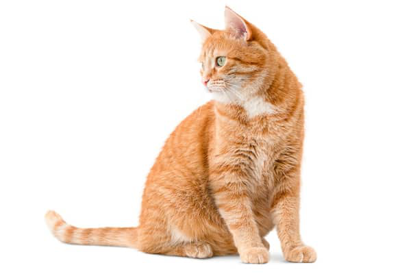 S&iacute;ntomas despu&eacute;s de castrar un gato macho