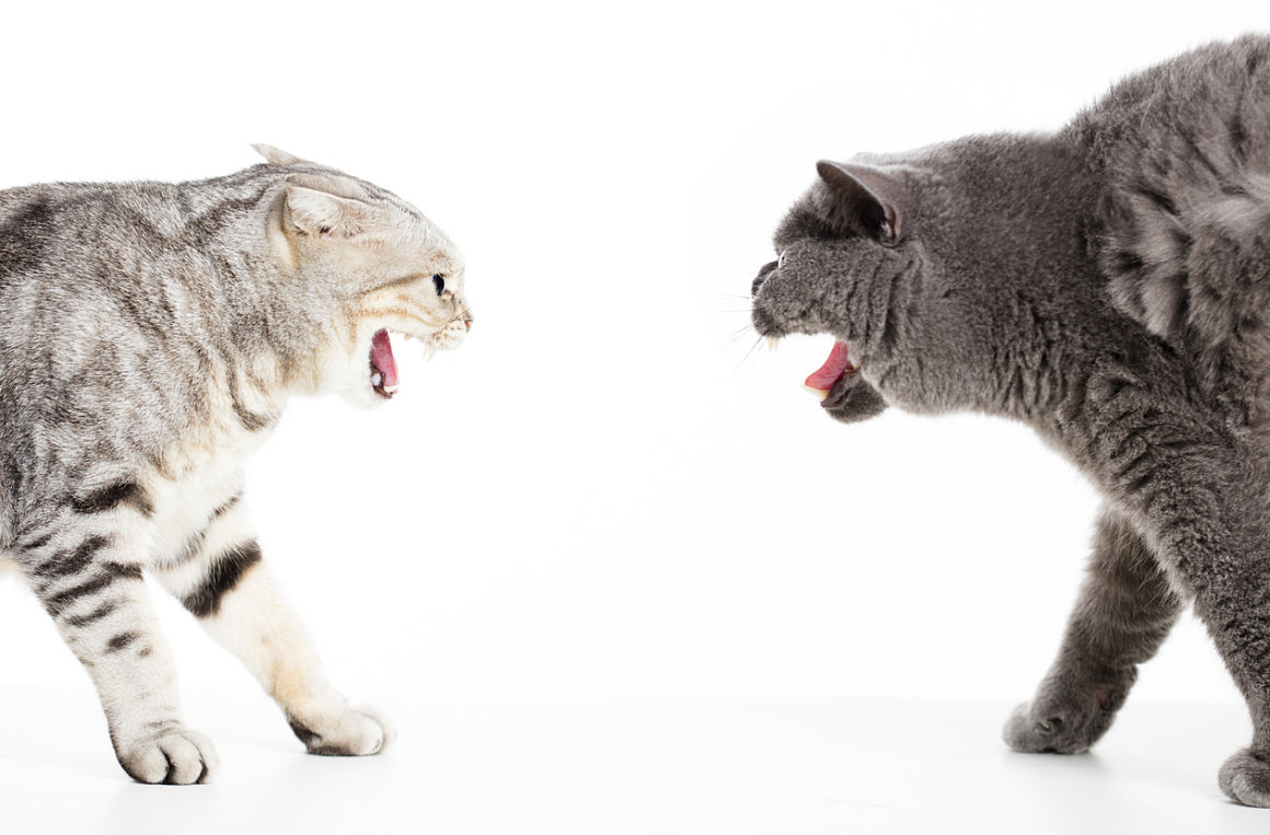 chat-agressif-2.jpg