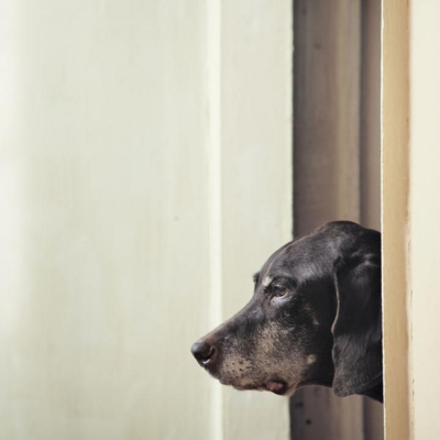 &Uuml;ZG&Uuml;N K&Ouml;PEK İ&Ccedil;İN NELER YAPILABİLİR?