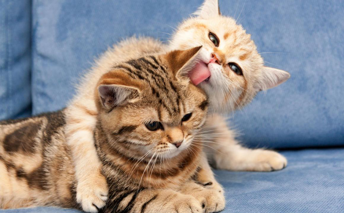 C&oacute;mo presentar a dos gatos