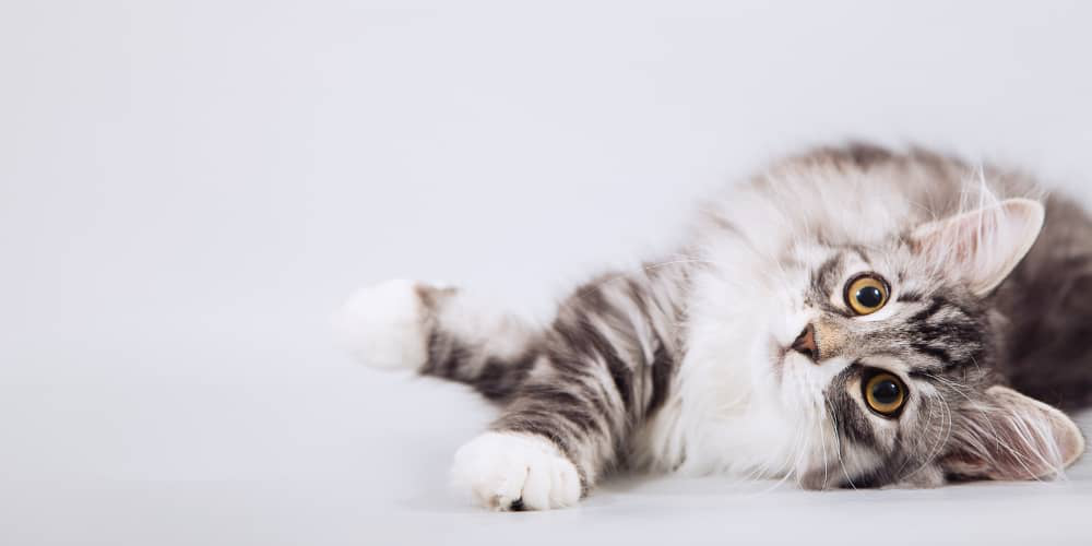 tos-en-gatos-01.jpg