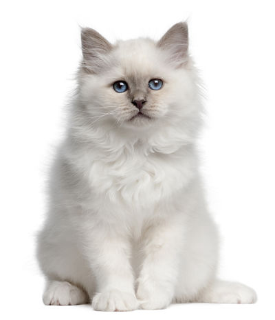 gato-sordo-cuidados.jpg