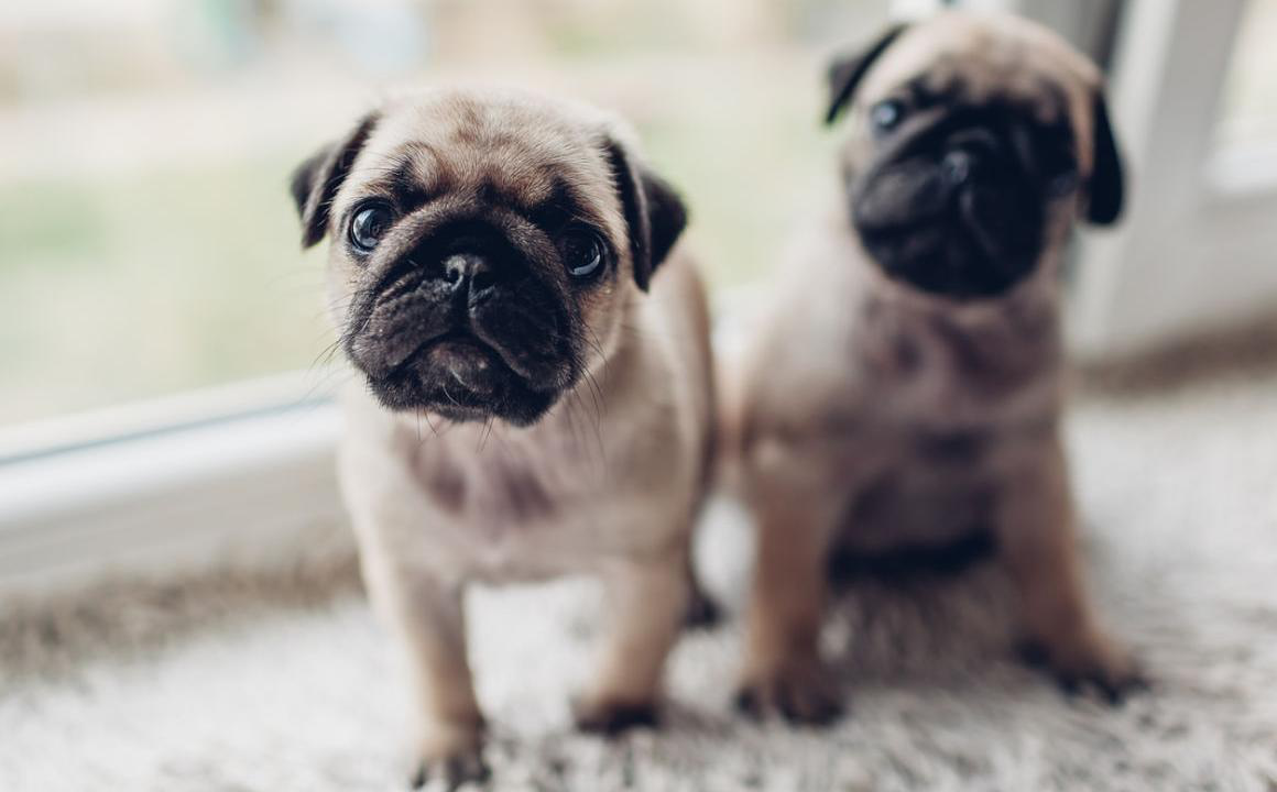 Le confinement d&ucirc; au COVID-19 et votre chiot : comment prendre soin de lui