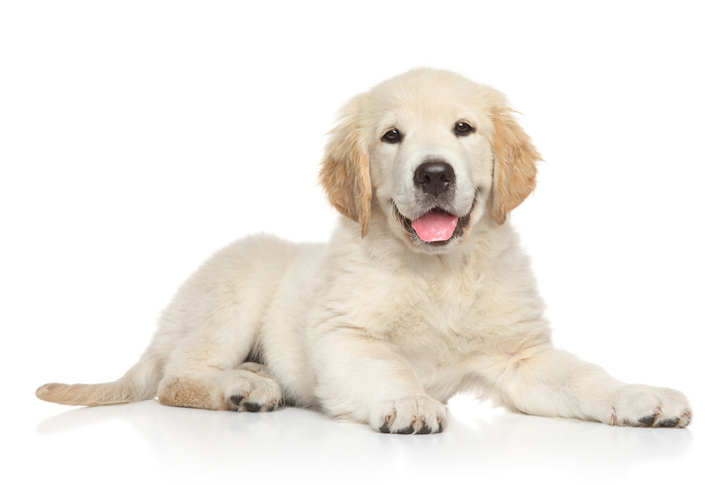 comment-empecher-un-chiot-de-mordre-2.jpg
