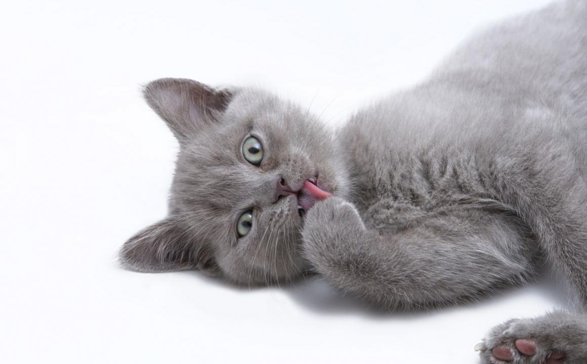 KEDİLERDE İRİN DOLU APSE: BELİRTİLER, NEDENLER VE BAKIM
