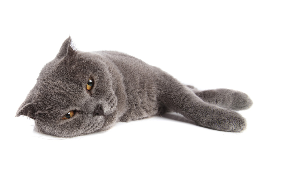 gato_aburrido_2.jpg