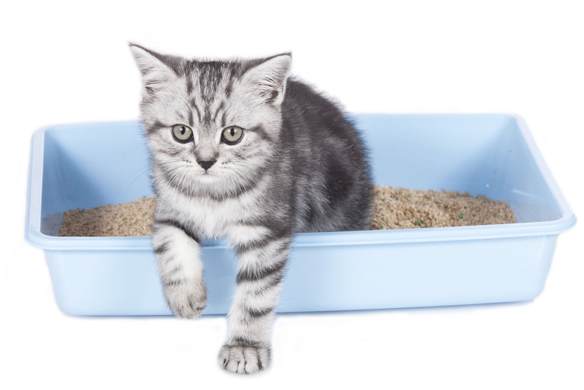 cistitis-en-gatos-2.jpg