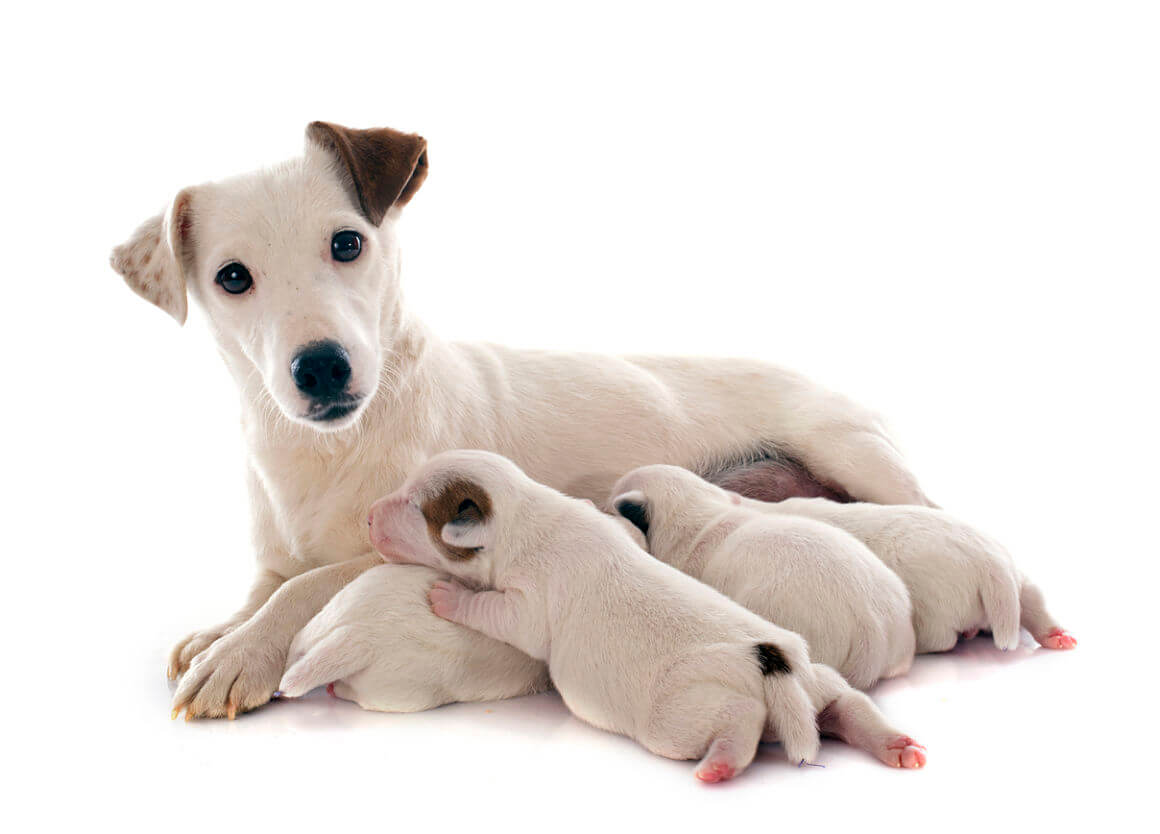 perro-recien-nacido_2.jpg