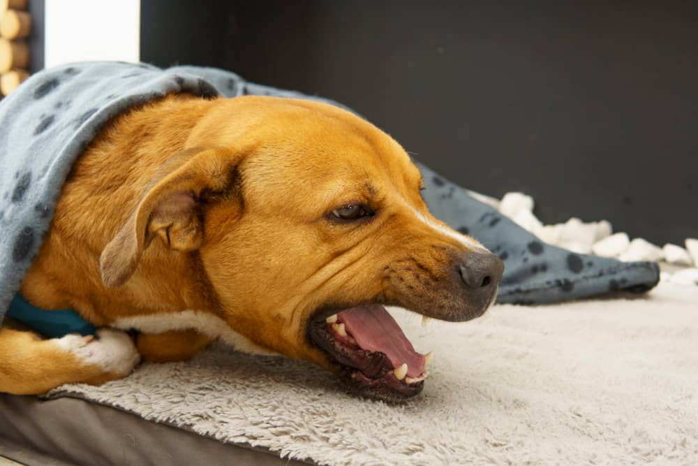 collasso-tracheale-cane-003.jpg