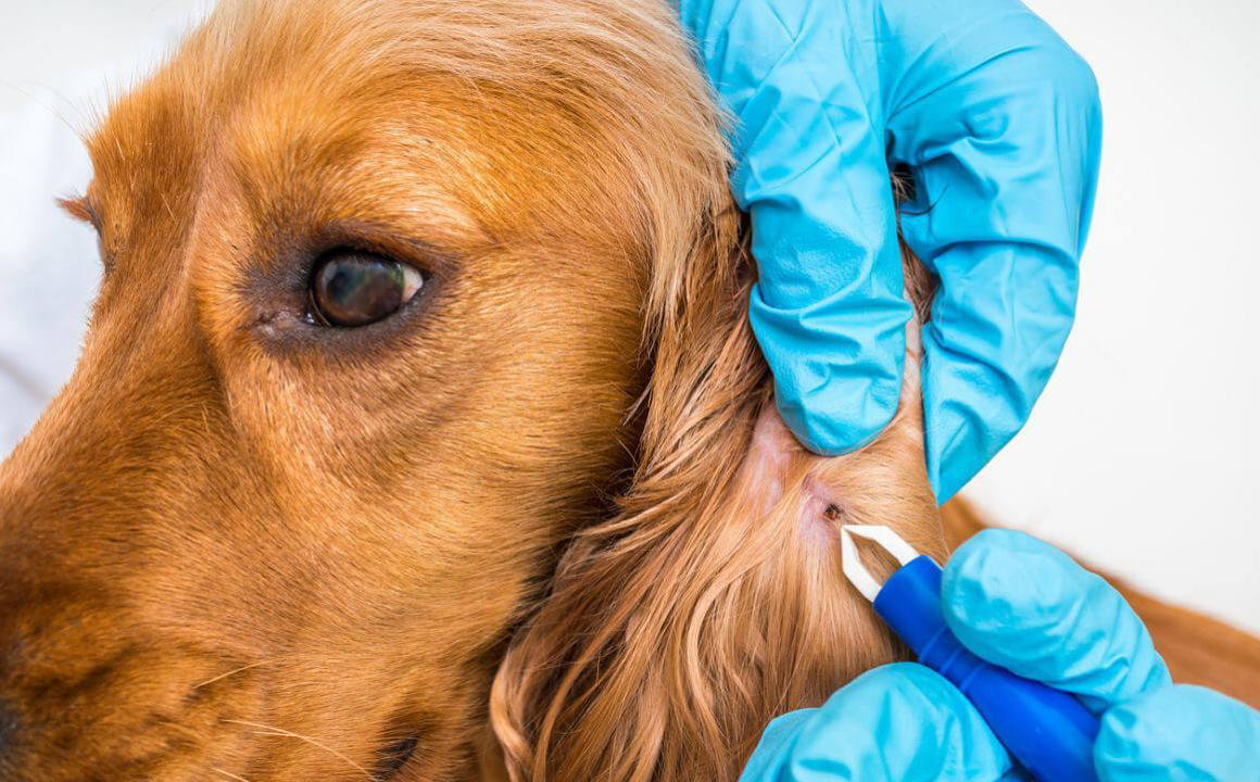 Prevenire ed eliminare le zecche nei cani