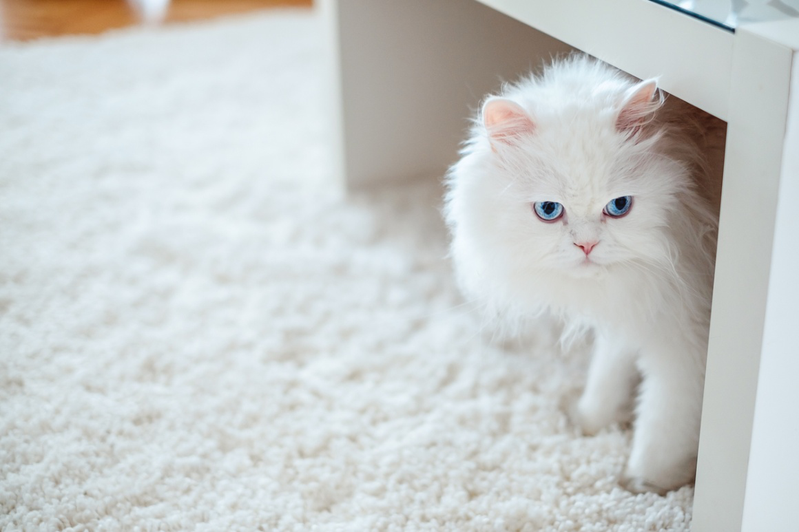 cuidados_gato_persa_2.jpg