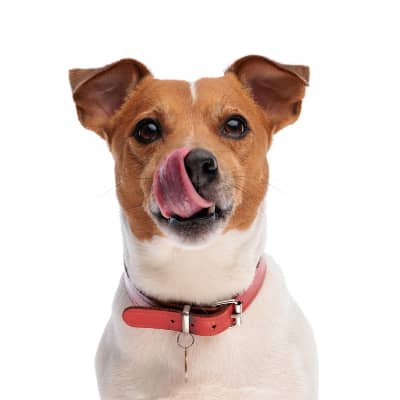 Help &ndash; my dog has cholesterol!