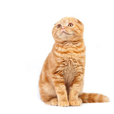Les chats pleurent-ils ?