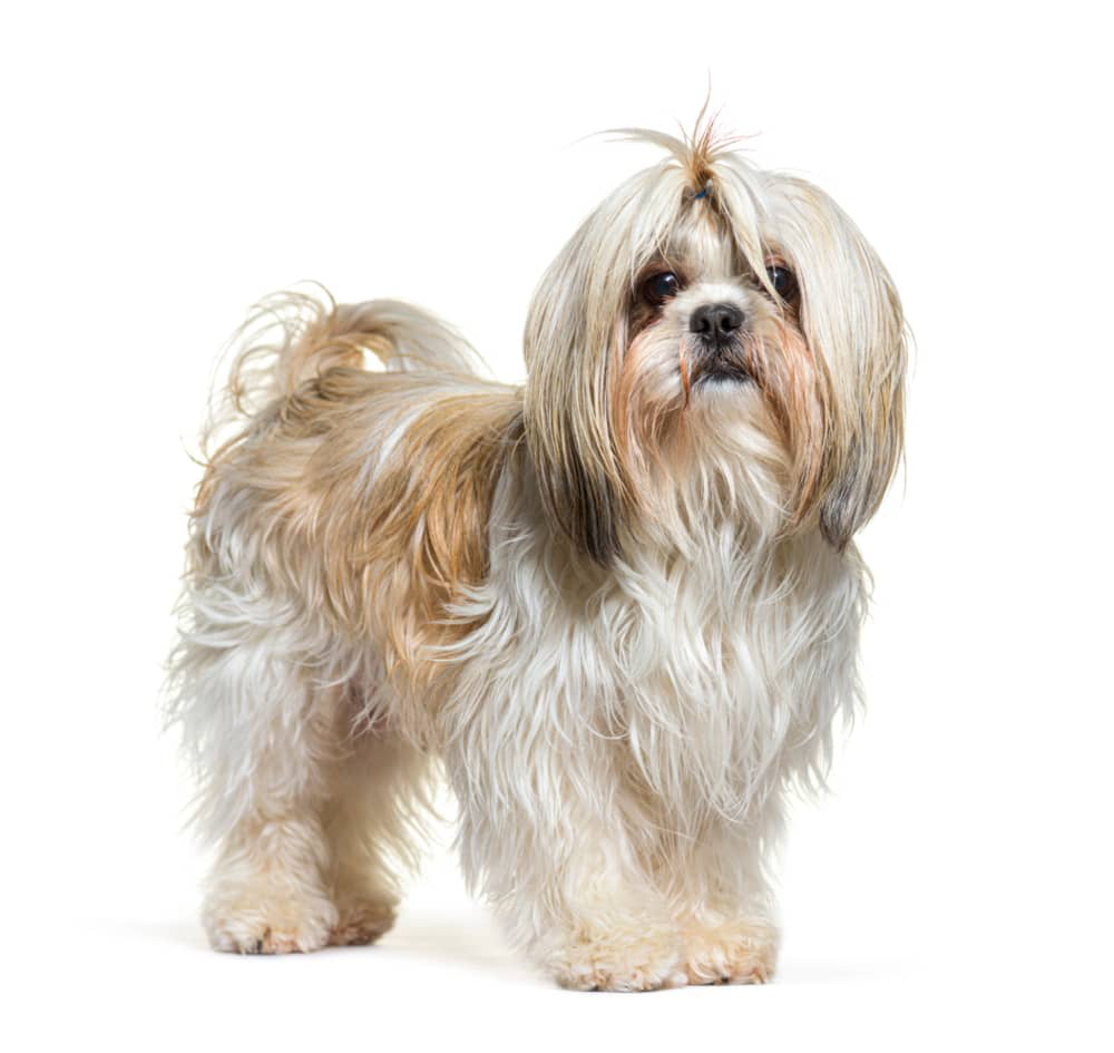 starnuto-inverso-cani-002.jpg