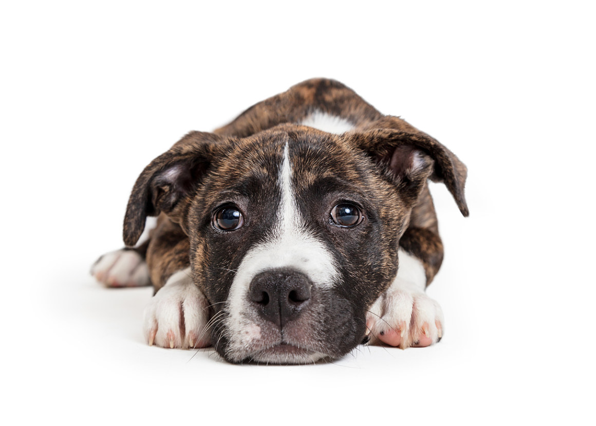 hernie-ombilicale-chien-2.jpg