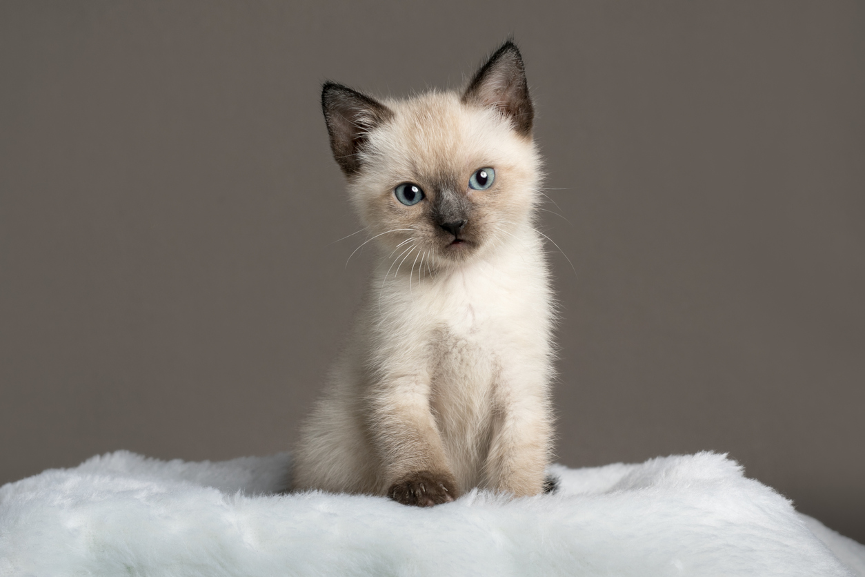 El gatito siam&eacute;s: &iquest;c&oacute;mo es y c&oacute;mo cuidar a un gato beb&eacute;?