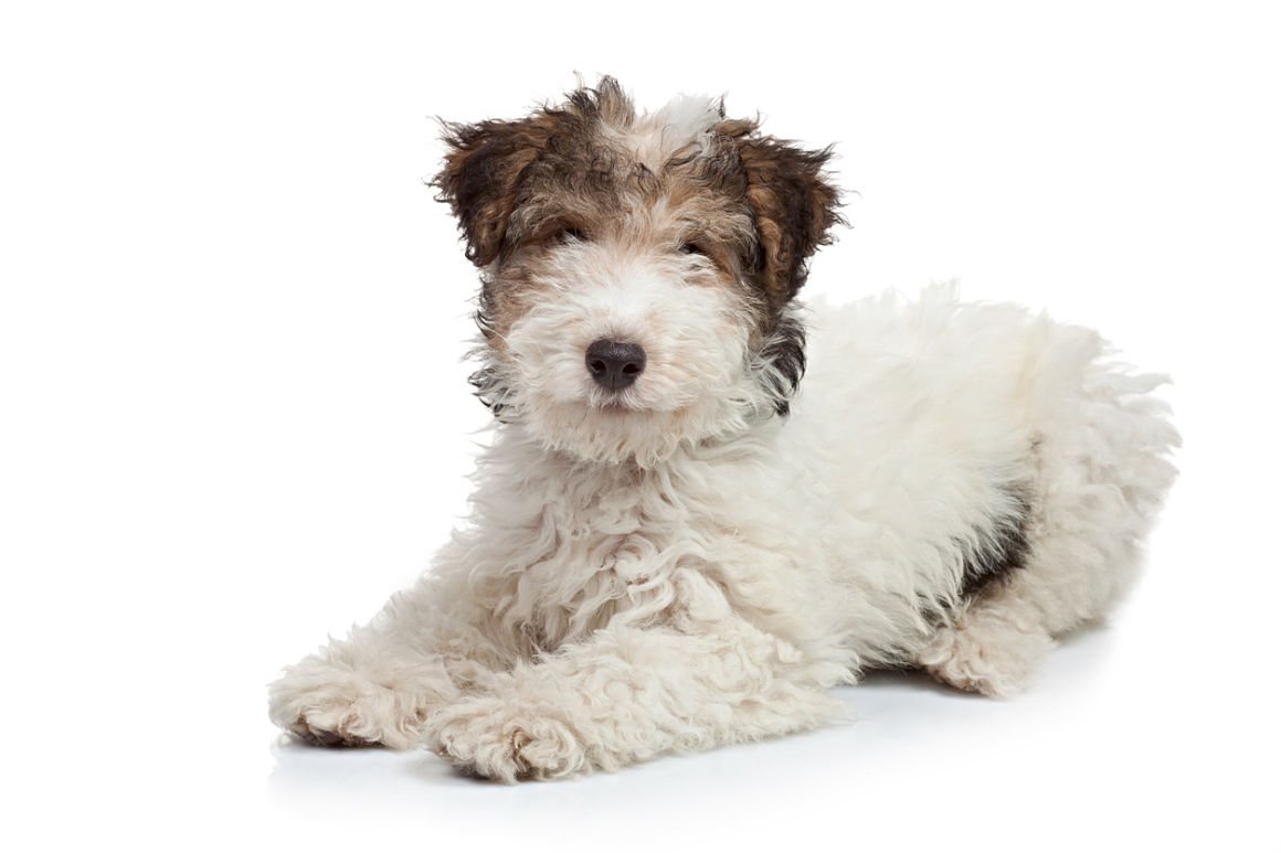 fox-terrier-cachorro-2.jpg