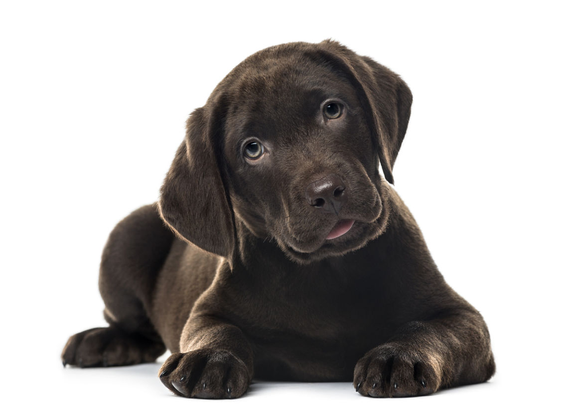 cuidados-de-un-cachorro-2.jpg