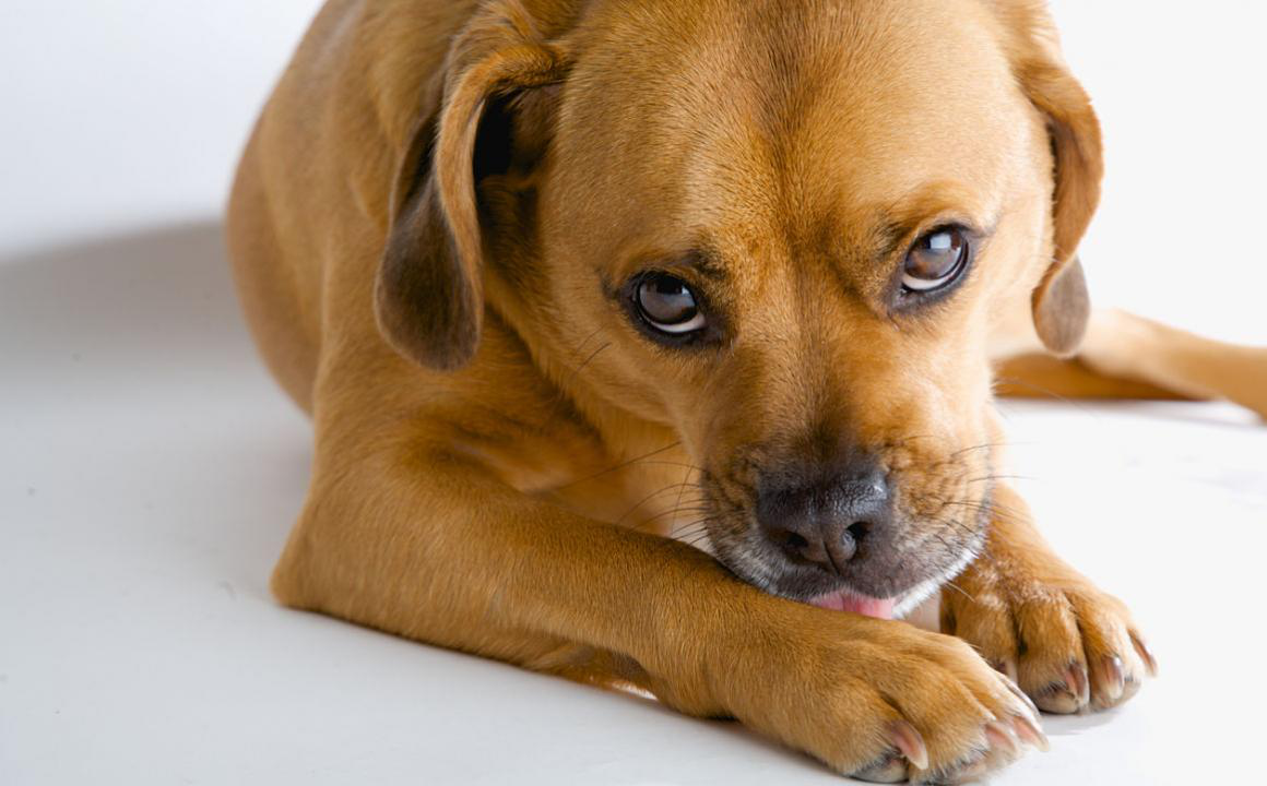 Een hond castreren: voor- en nadelen