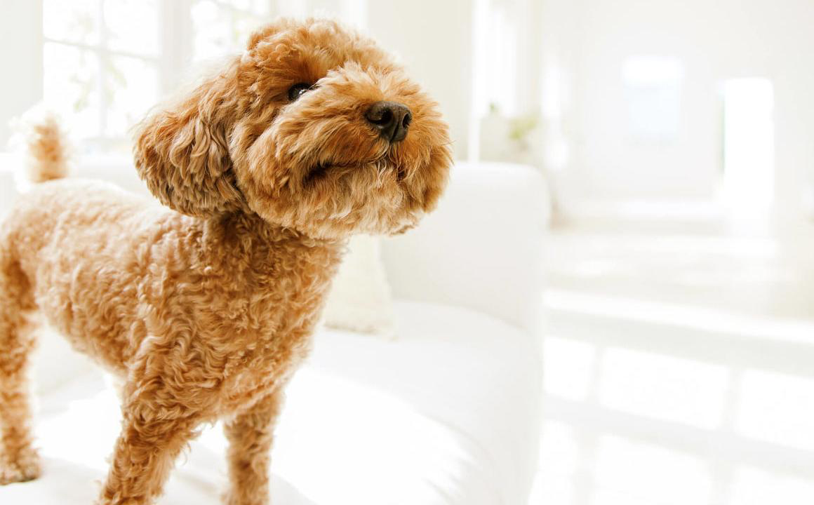 Calcio para perros, &iquest;debo o no suplementar a mi perro?