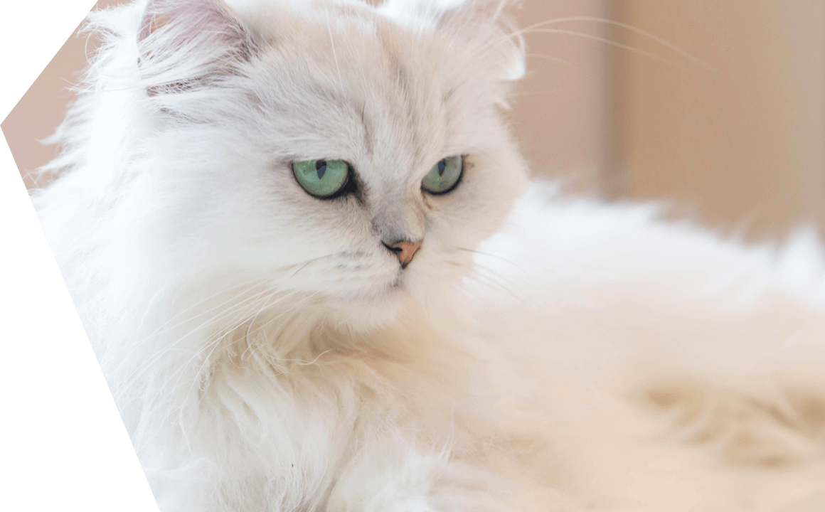 Il gatto persiano