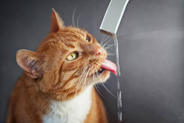 Cristales de estruvita en gatos: c&oacute;mo detectarlos