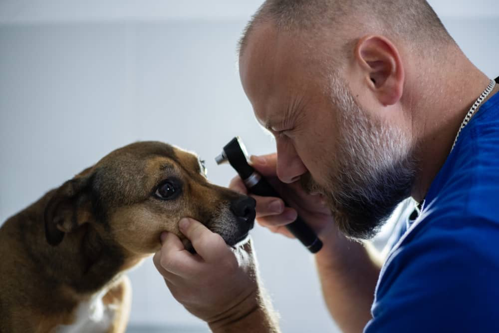 ojos-rojos-perros-002.jpg