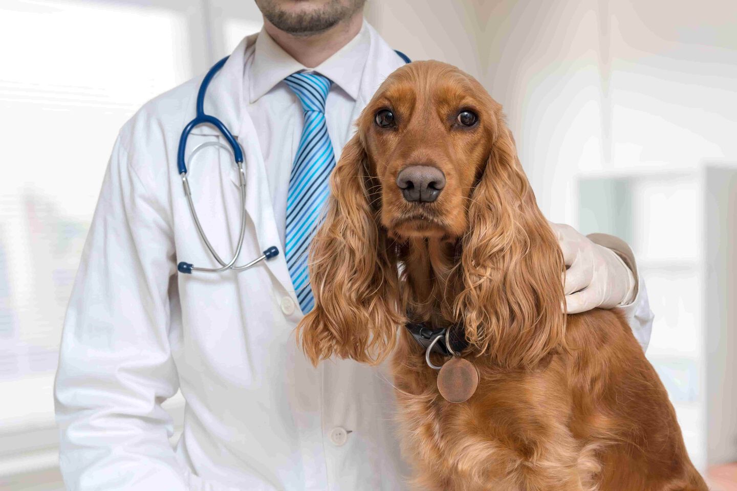 urea_alta_en_perros2.jpg
